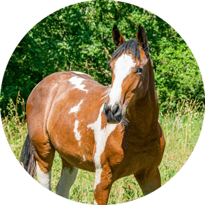 cavallo tonda