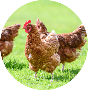 gallina tonda