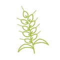 grano icona1